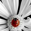 ladybugdcw